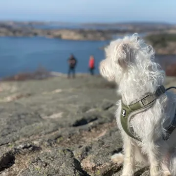 Våra fyrbenta vänner