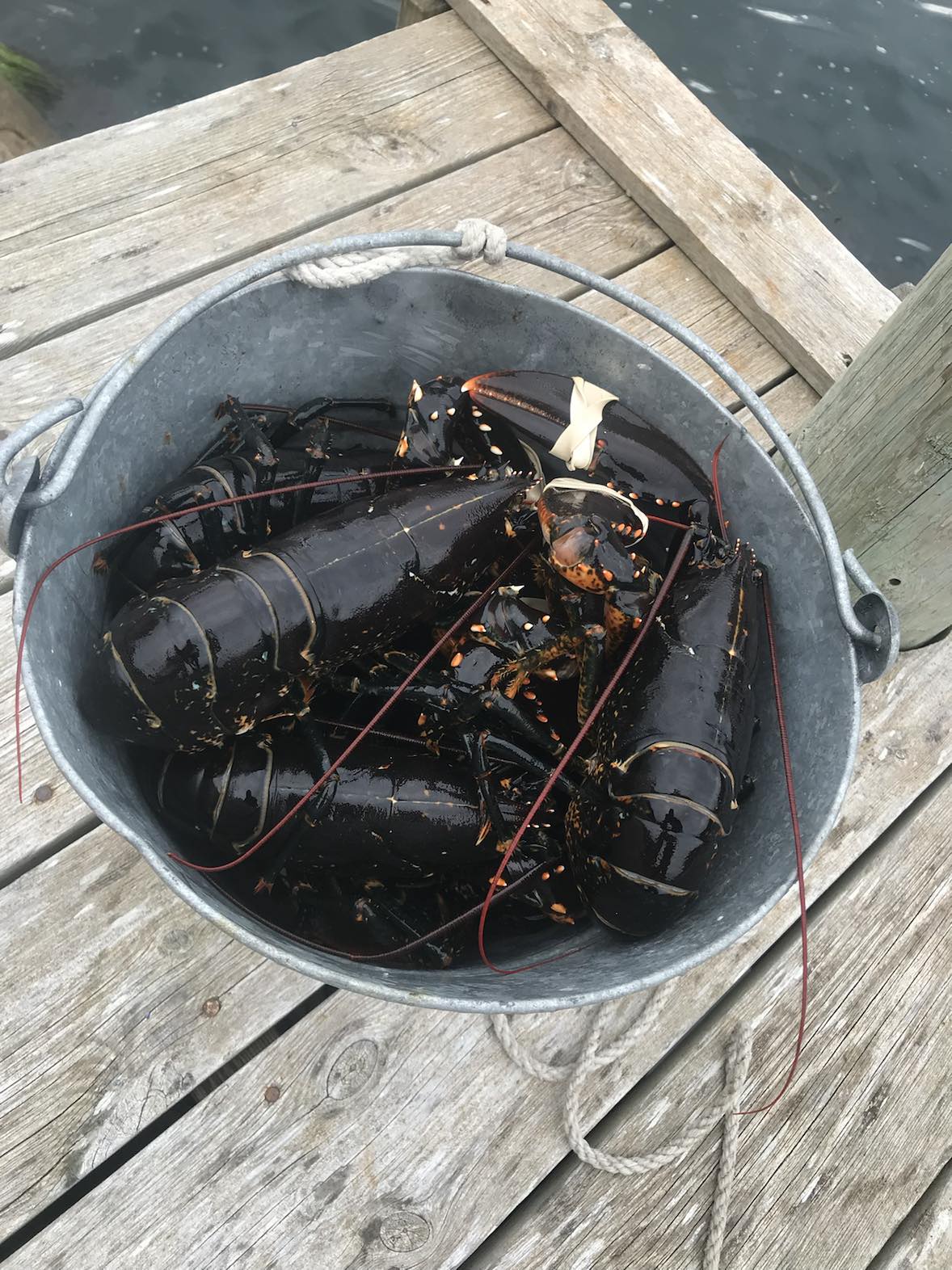 lobsterincan